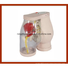 Buttocks Intramuscular Injection Medical Simulator and Comparison
